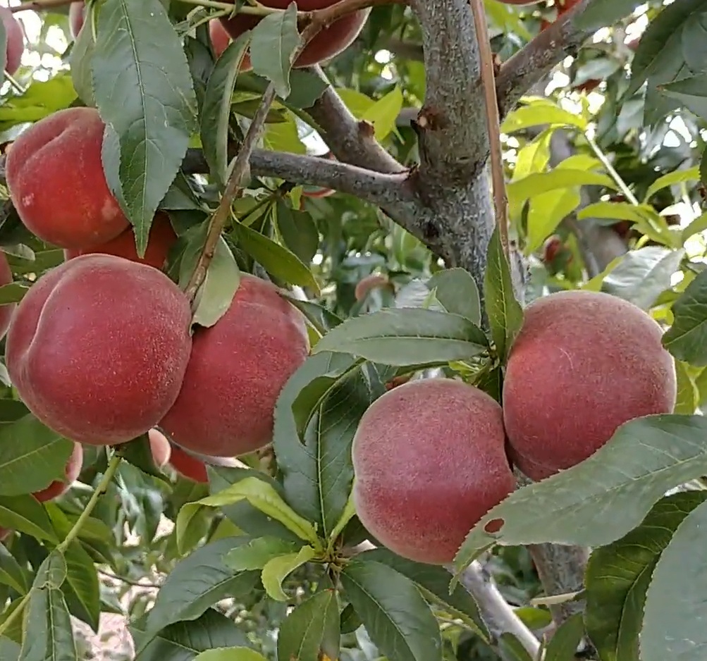 Купить Персик "Экстрим 6"