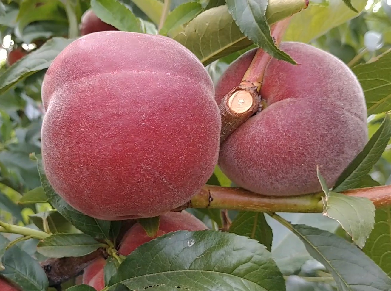 Купить Персик "Экстрим 6"