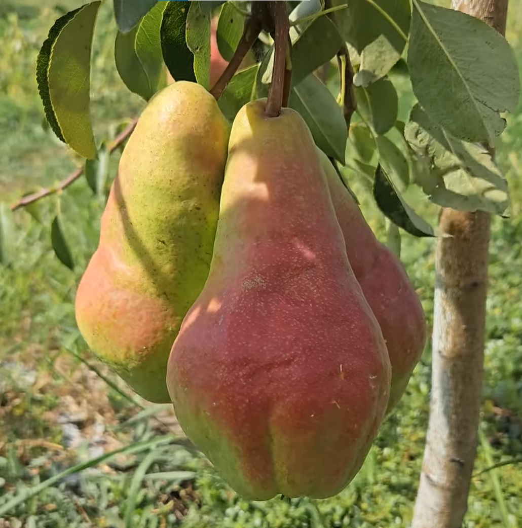 Купити Грушу "Кавказ"