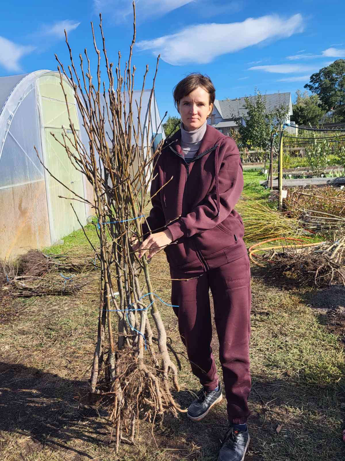 Купити саджанці кизилу