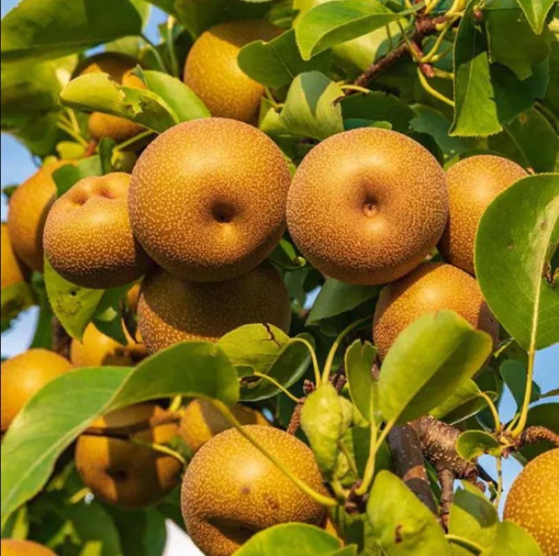 Купить Грушу "Коко Суи"