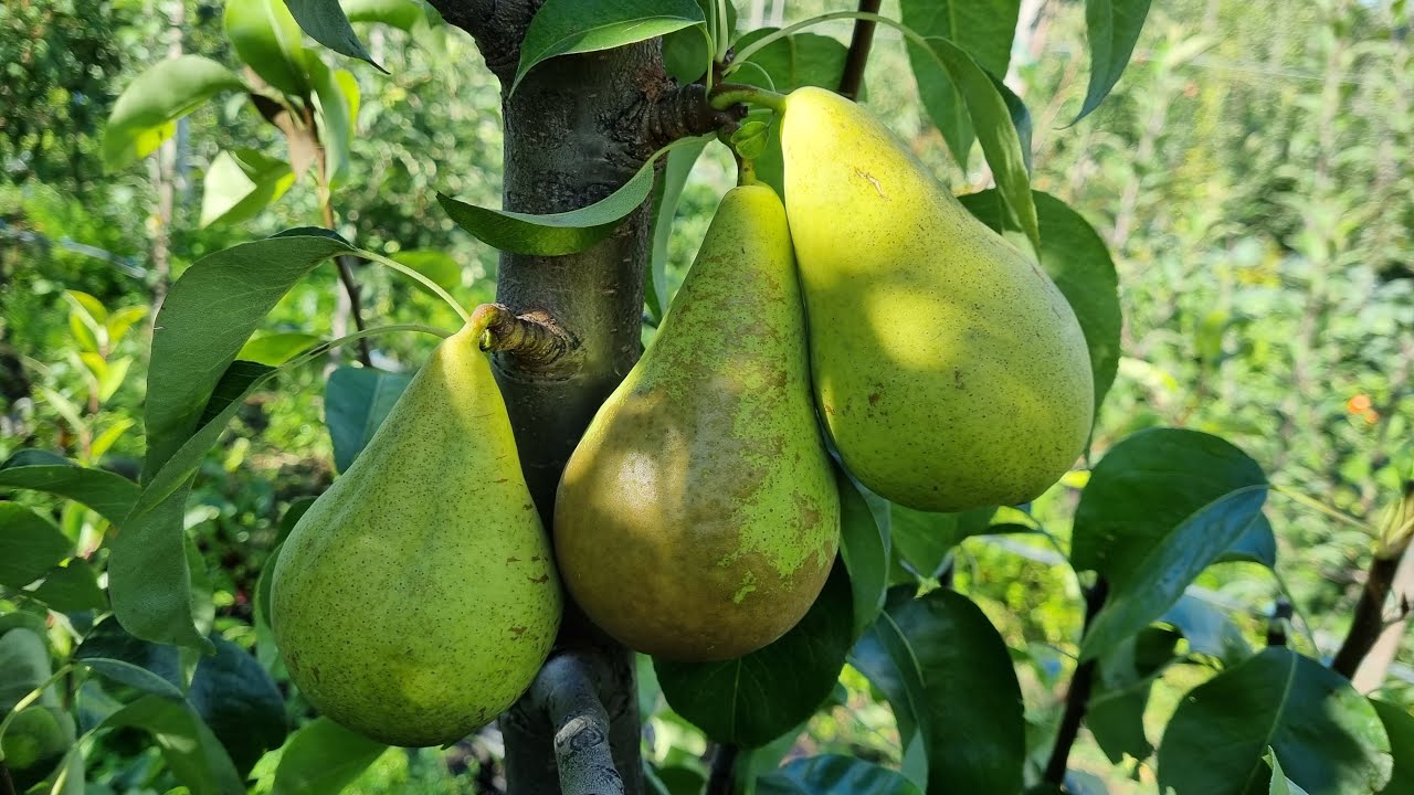 Купити Грушу "Конференція"