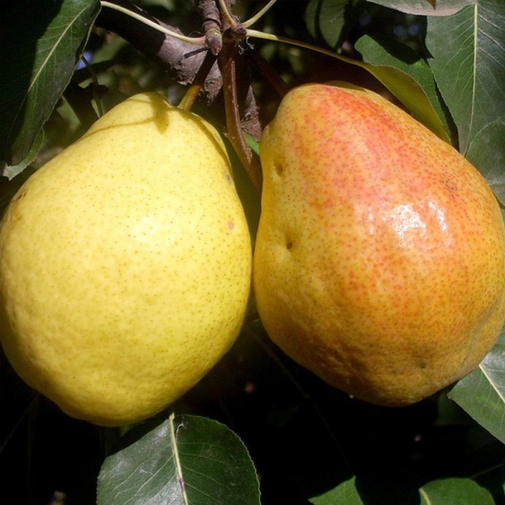 Купити Грушу "Кіффер"