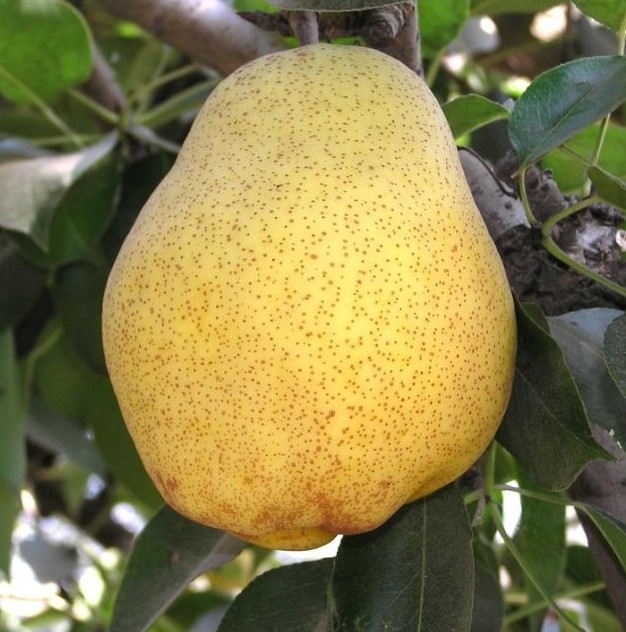 Купити Грушу "Кіффер"