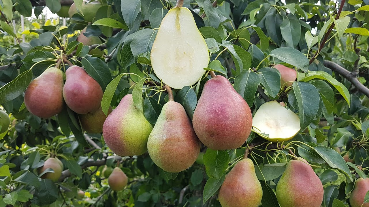 Купить Грушу "Любимица Клапа"