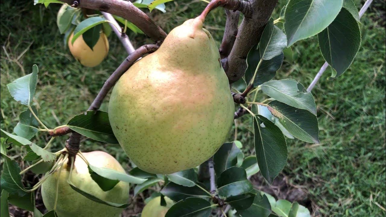 Купить Грушу "Мадам Балле"