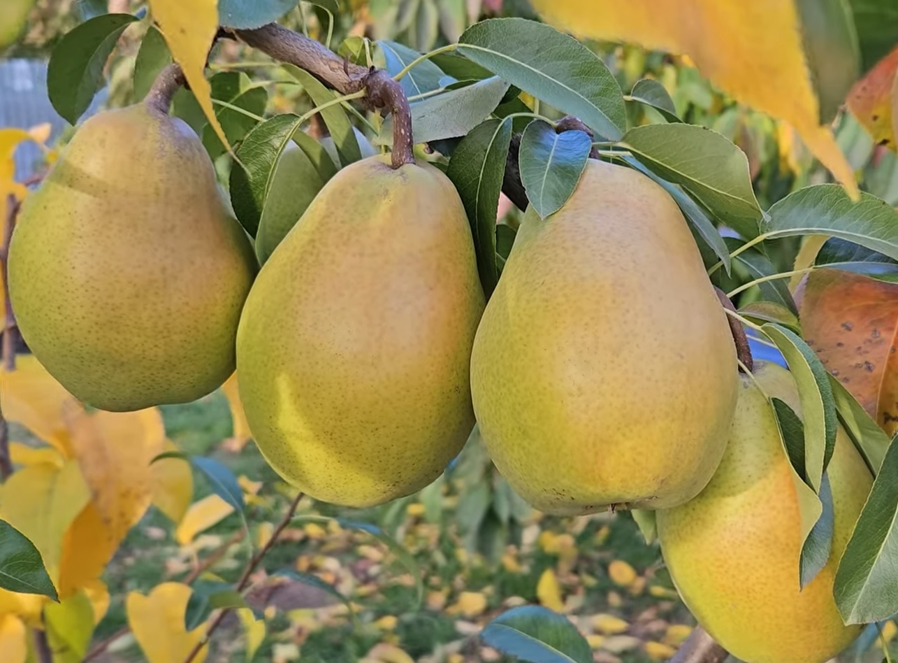 Купить Грушу "Мария"