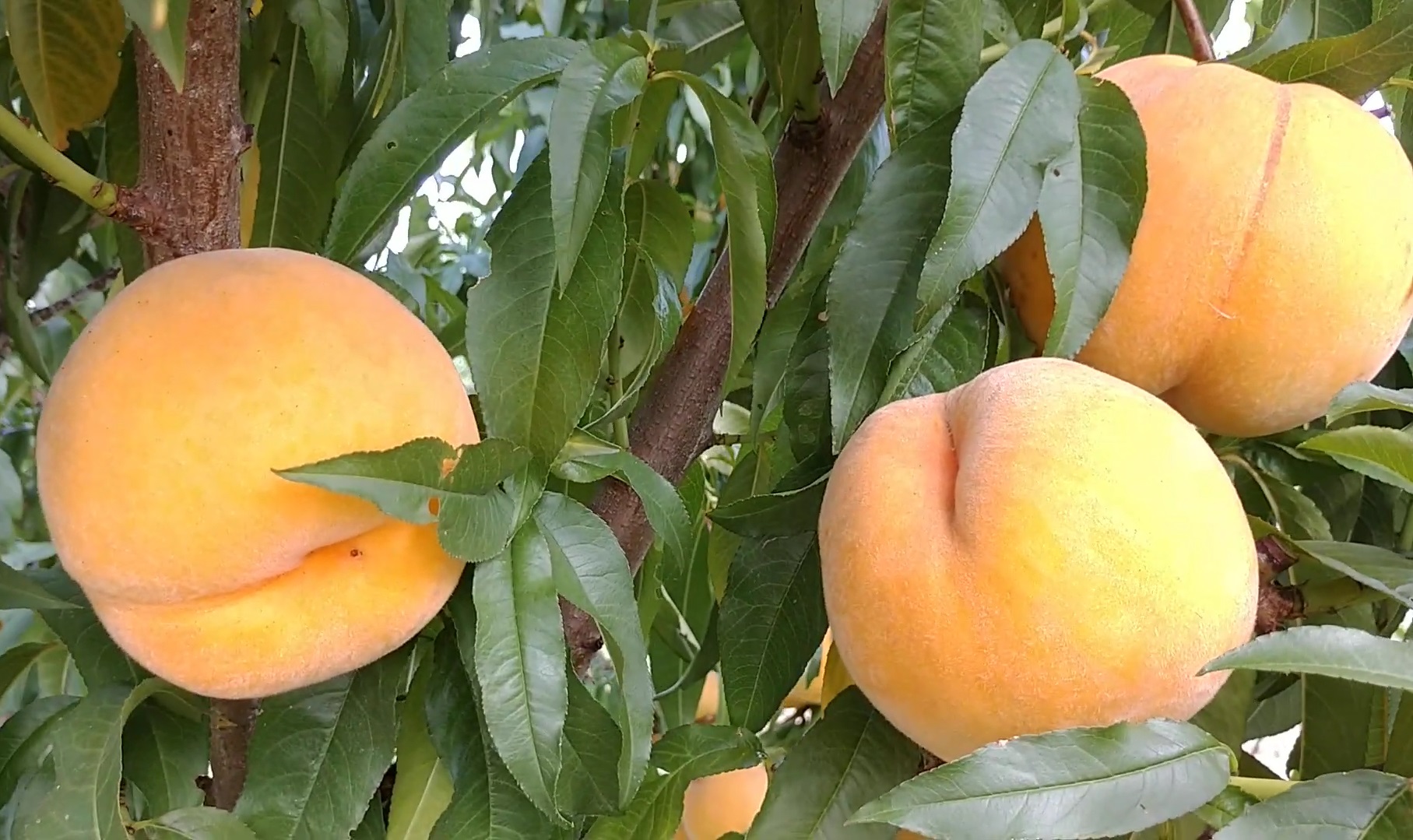 Купити Гібрид персика "Неріне перкоче"