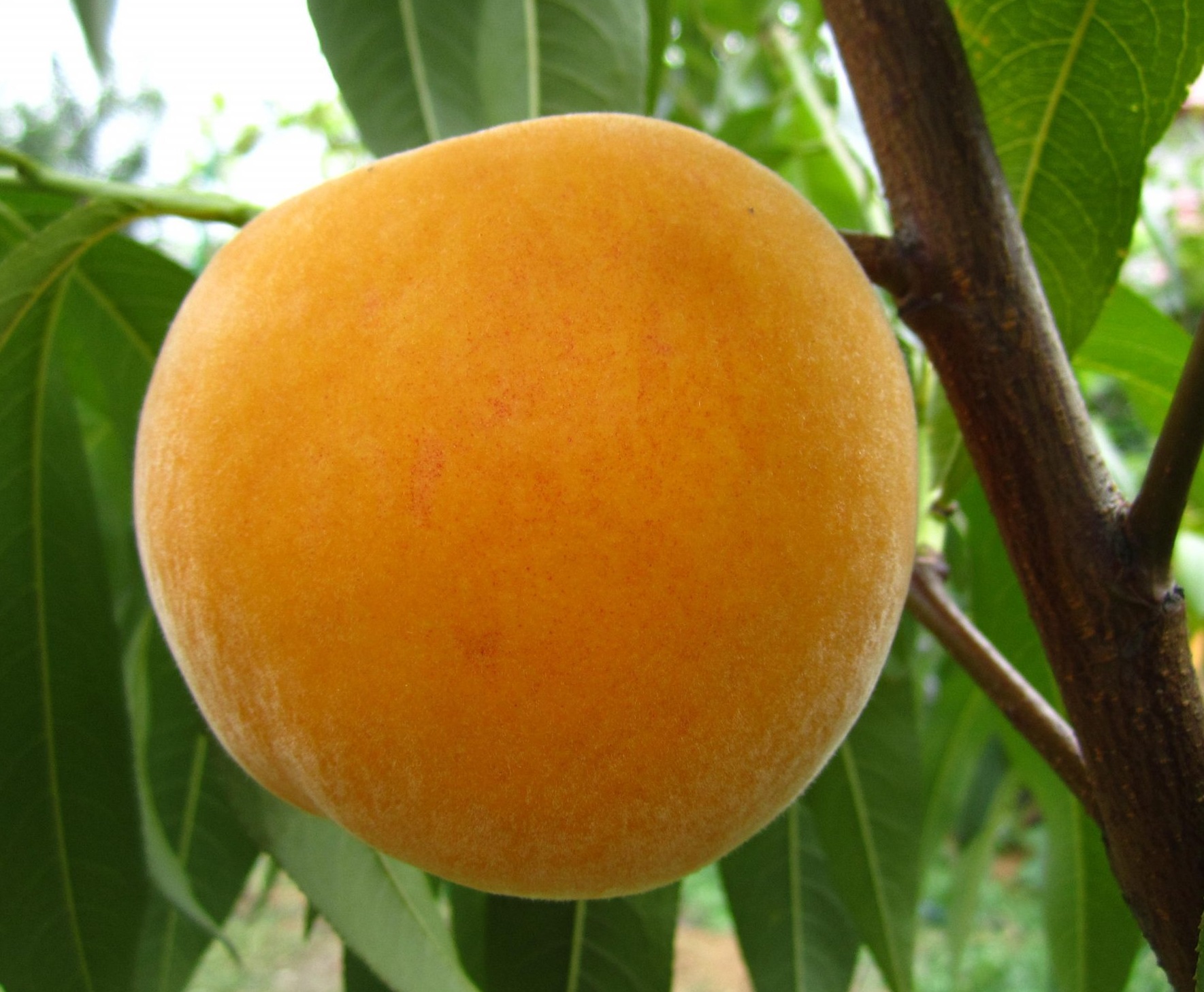 Купить Гибрид персика "Нерине перкочет"