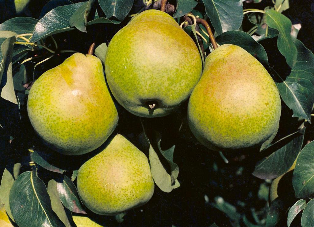 Купить Грушу "Бархат"