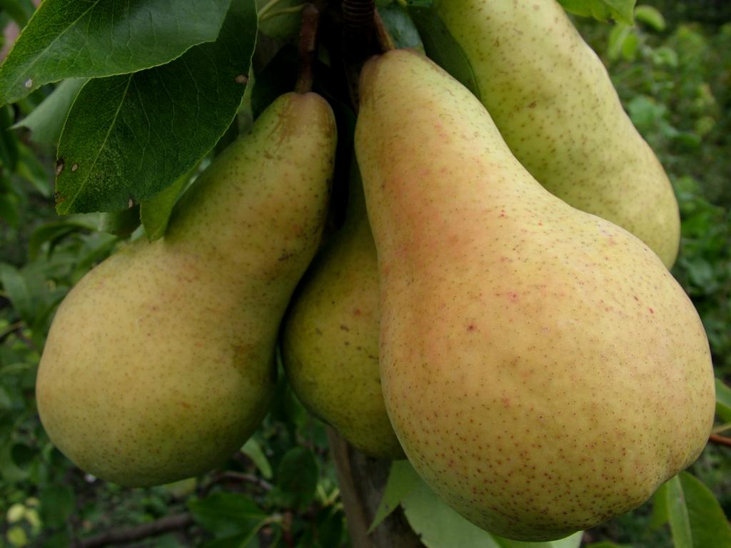 Купити Грушу "Осінь Буковини"