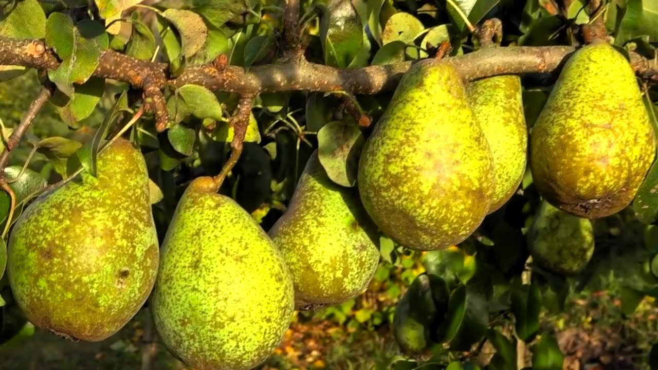 Купити Грушу "Парижанка" 