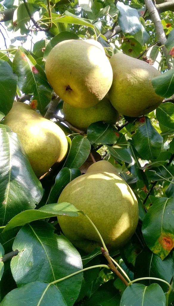 Купить Грушу "Платоновская"