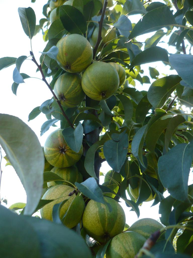 Купить саженцы груш