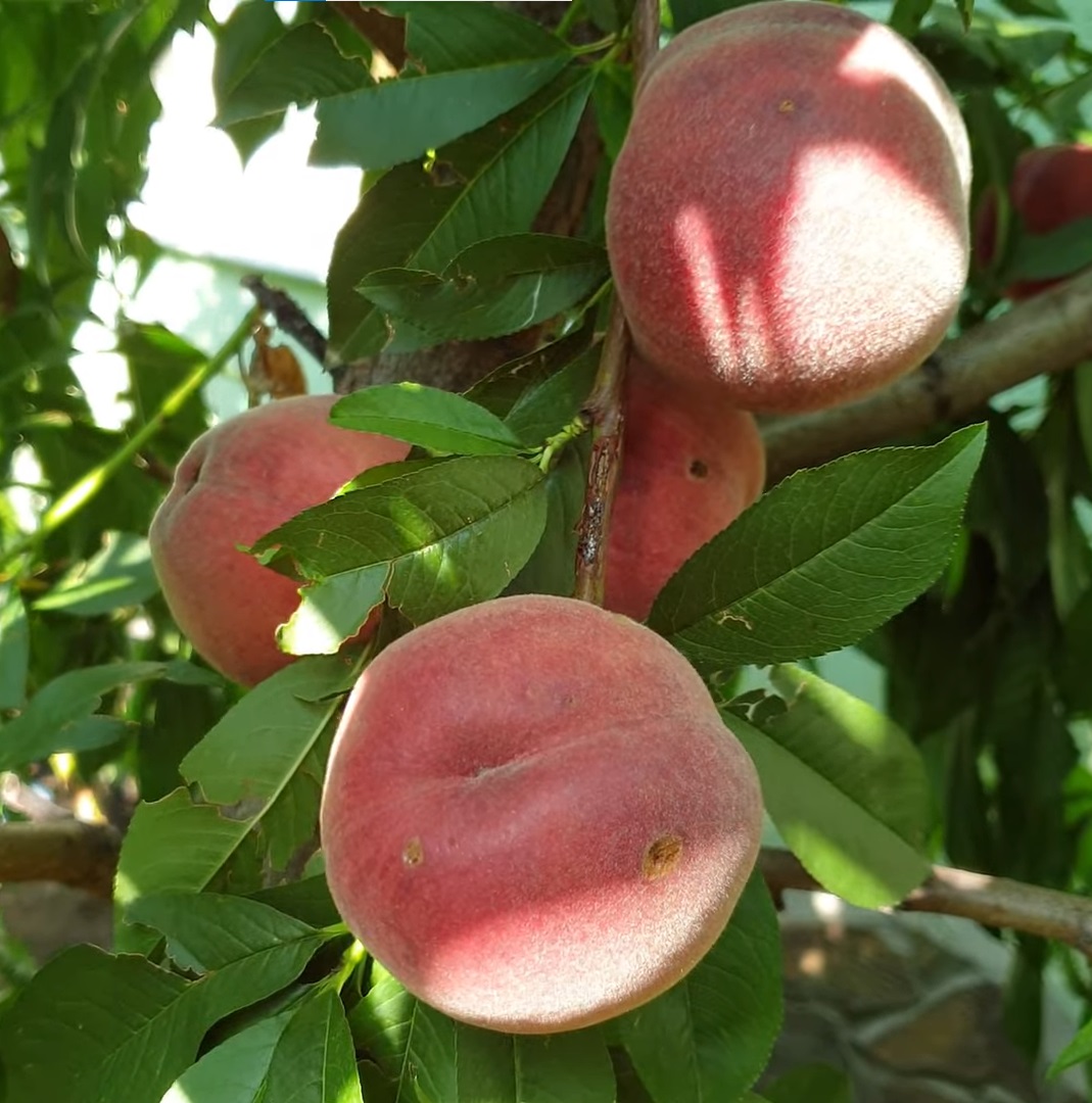 Купить Персик "Ред Робин"