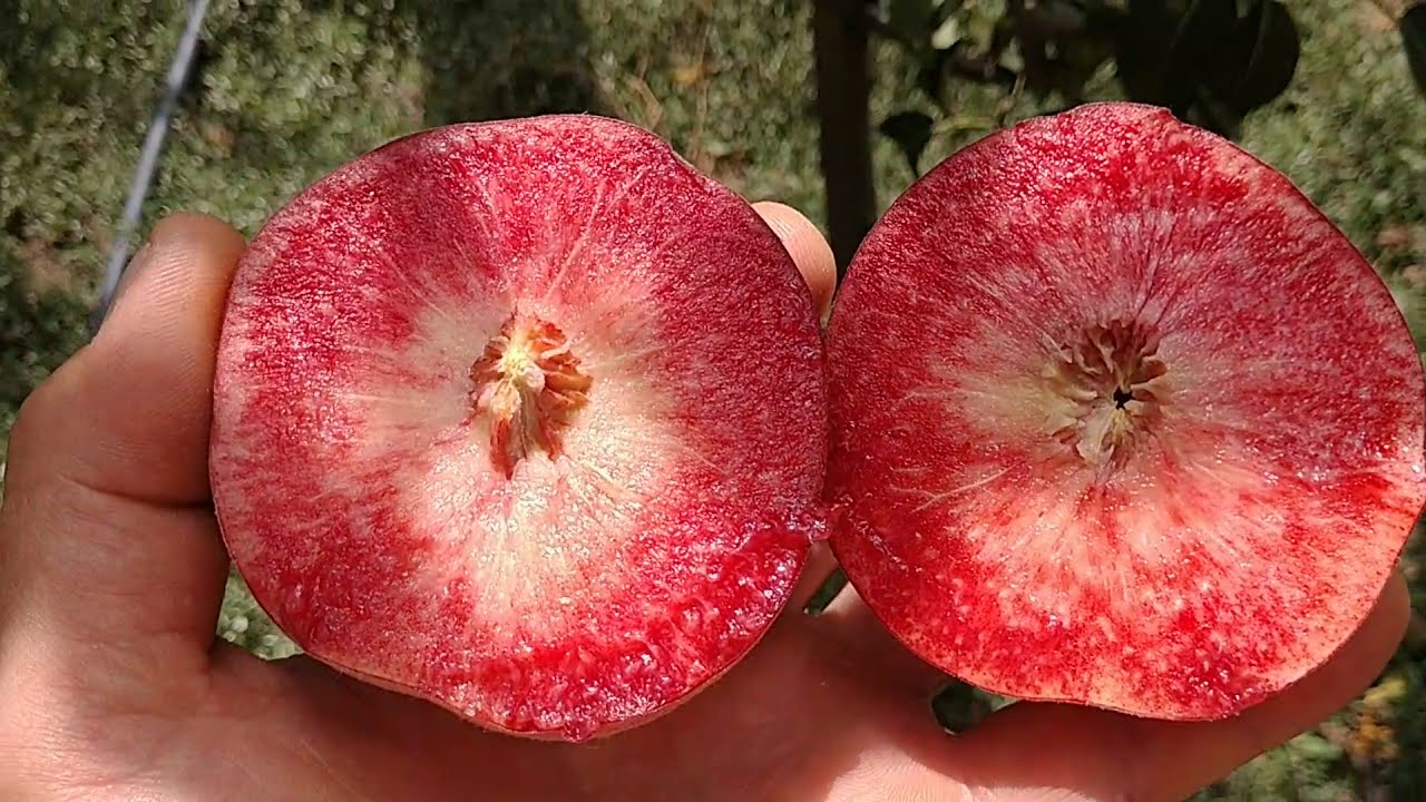 Купить Персик "Ред Робин"