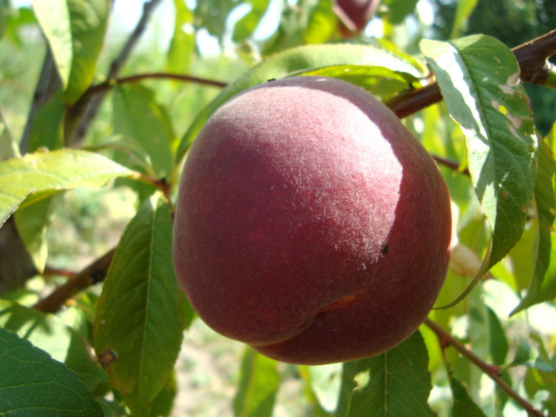 Купити Персик "Ред Робін"