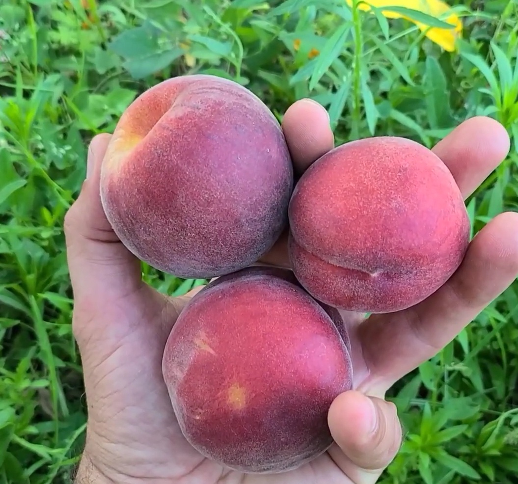 Купить Персик "Саджитария"