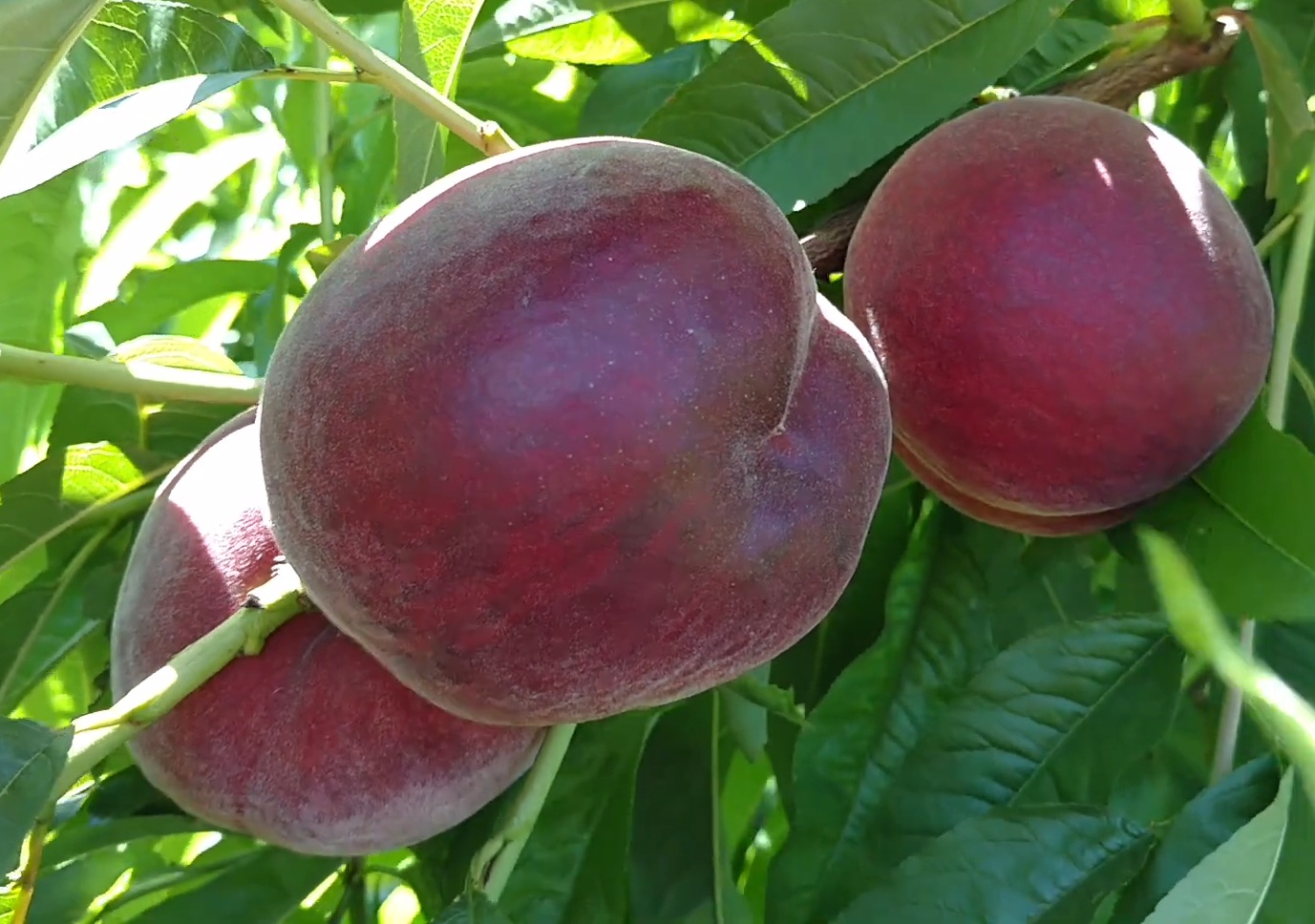 Купить Персик "Саджитария"