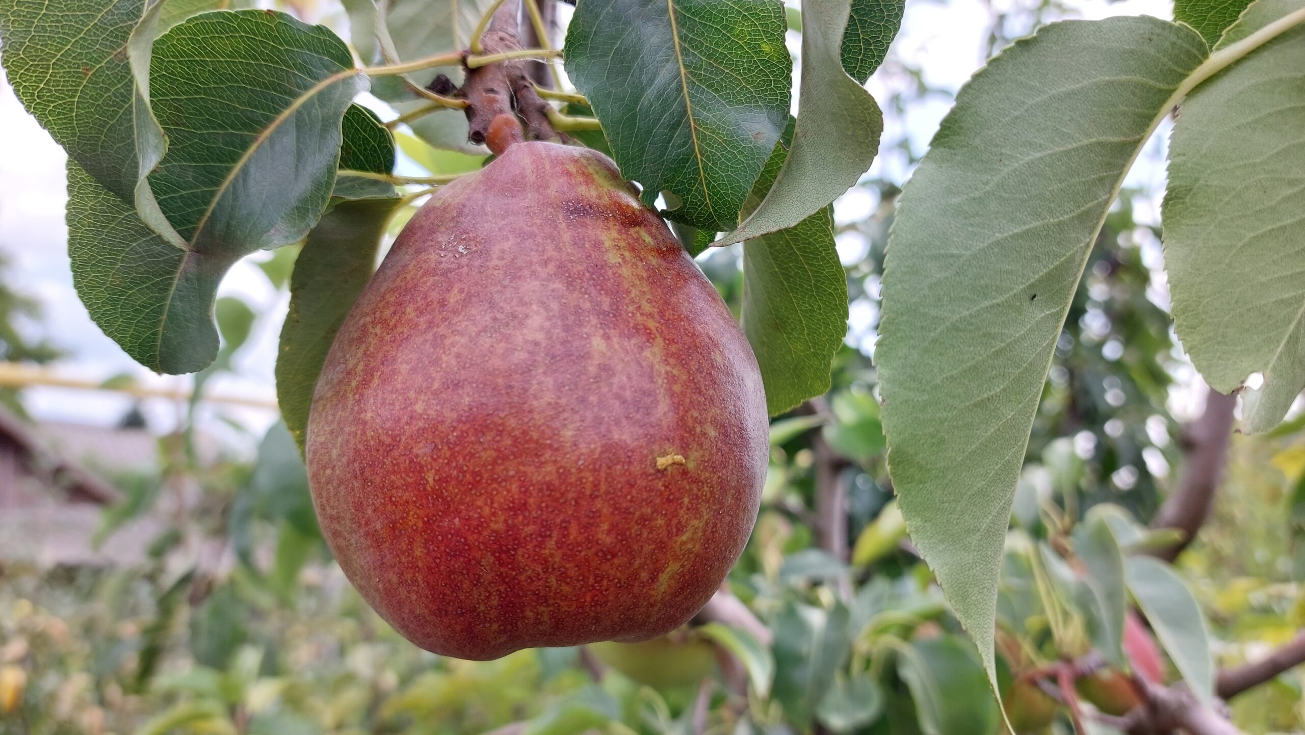 Купити Грушу "Світ Сенсейшн"