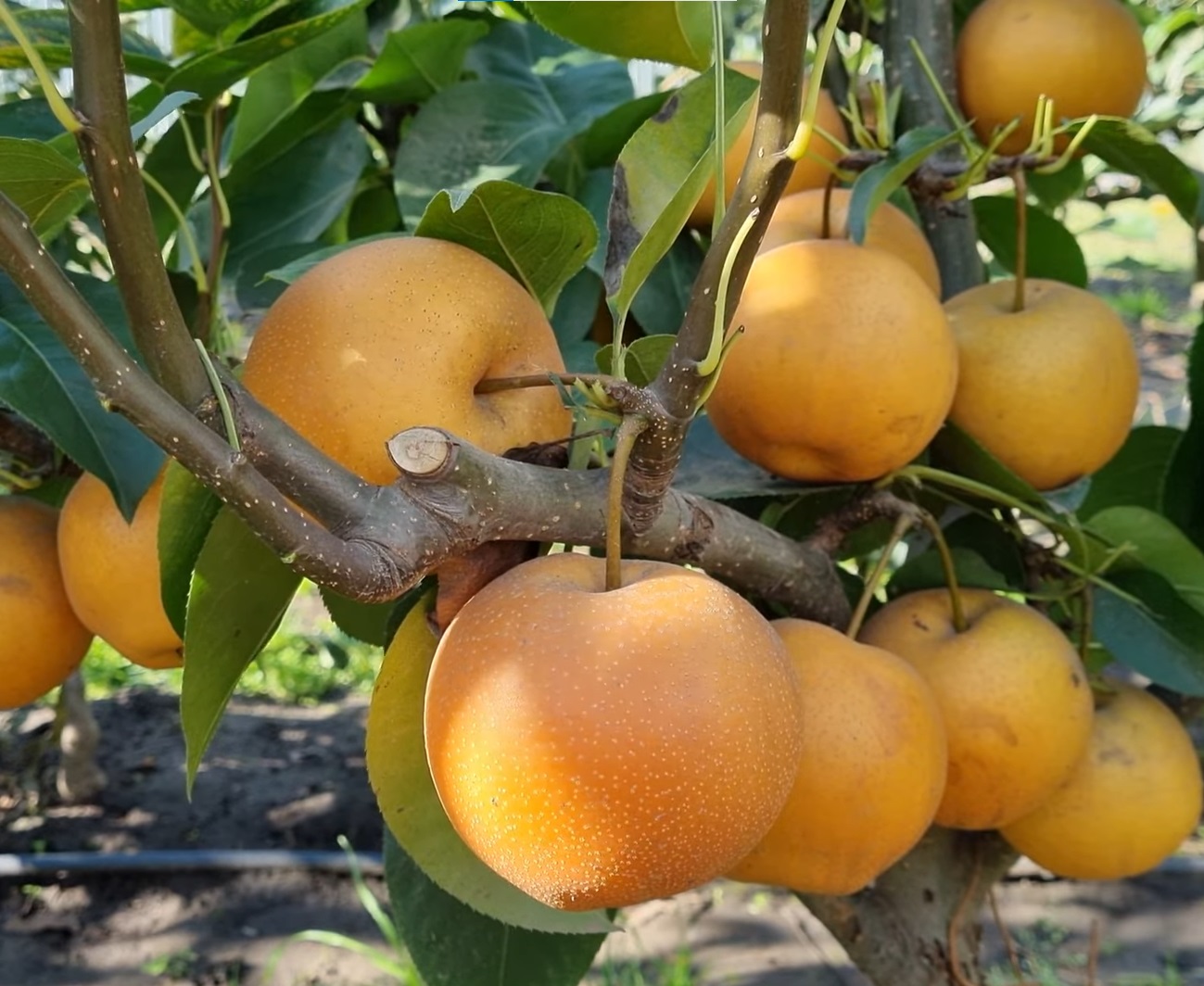 Купити Грушу "Секуї"