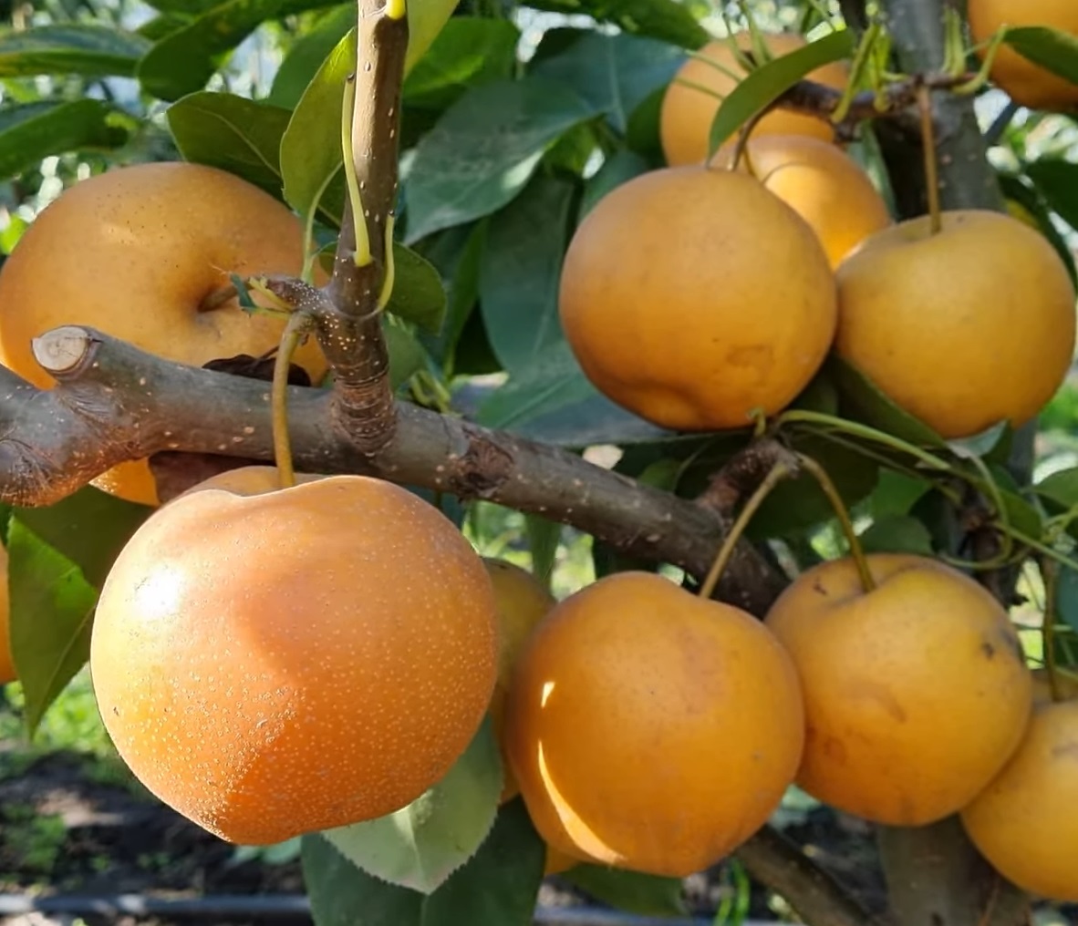 Купити Грушу "Секуї"