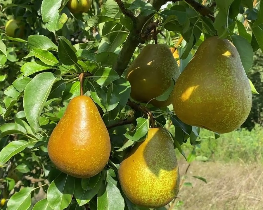 Купити Грушу "Сокровище"