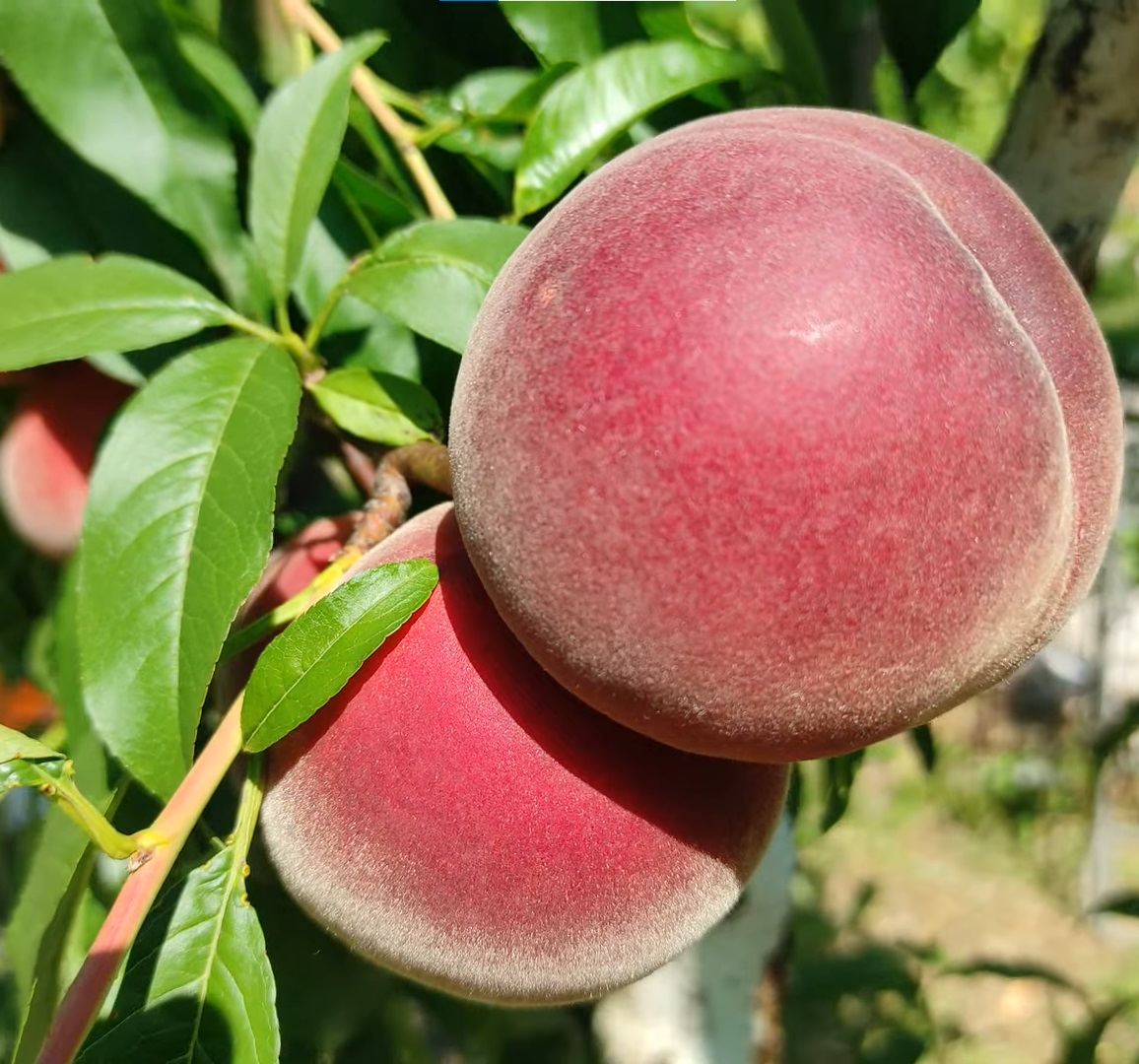 Купить Персик "Фреш Вайт"