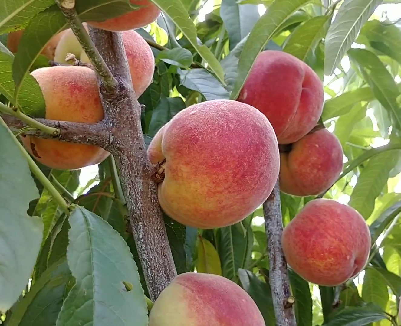 Купить Персик "Харроу Даймонд"