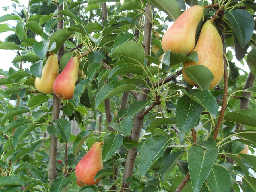 Купить Грушу "Юнская Лепотика"