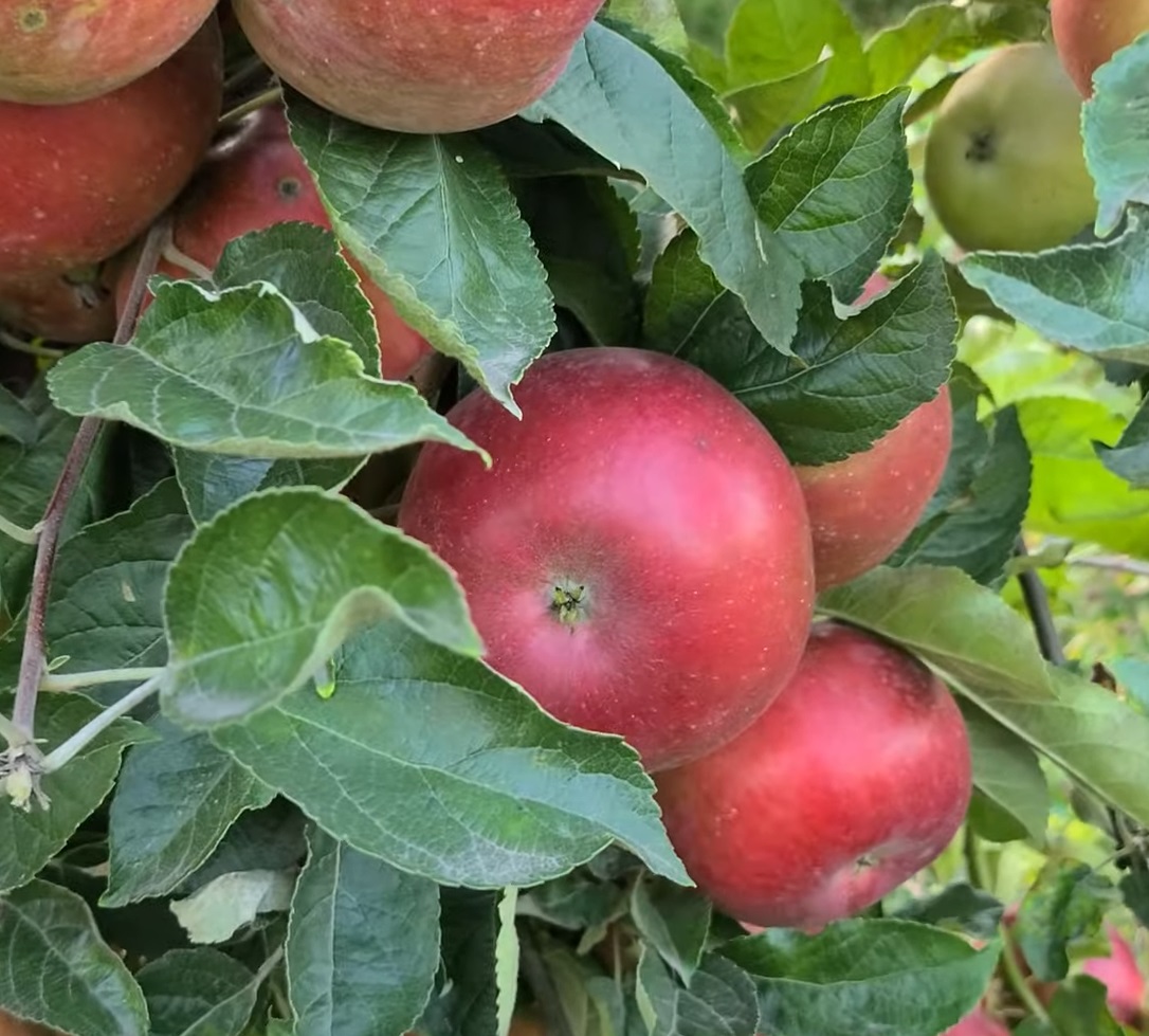 Купити Яблуню "Айдаред"