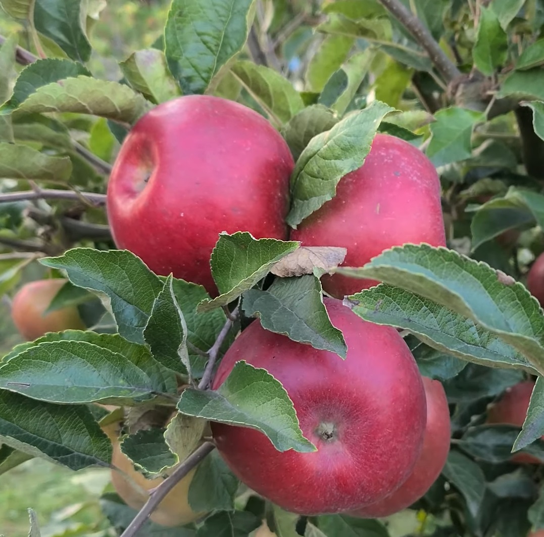 Купить Яблоню "Айдаред"