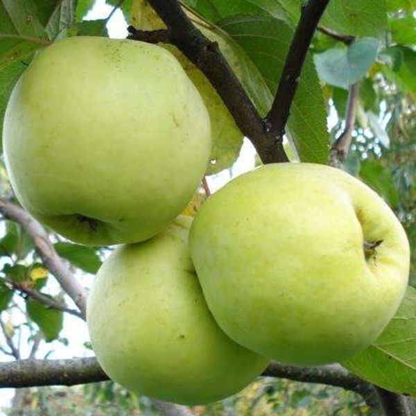 Купить Яблоню "Антоновка"