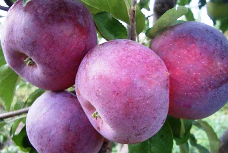 Купити Яблуню "Вільямс Прайд"