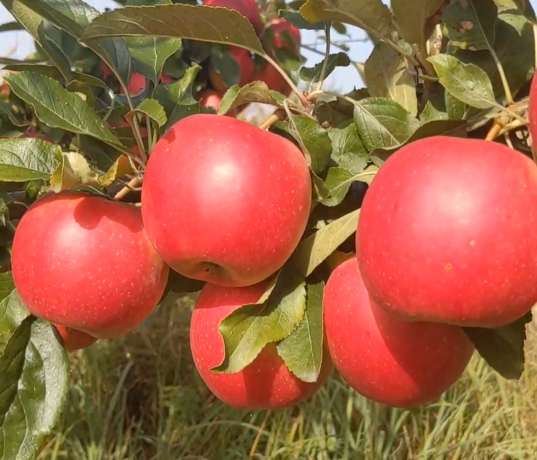 Купити Яблуню "Гала Маст"