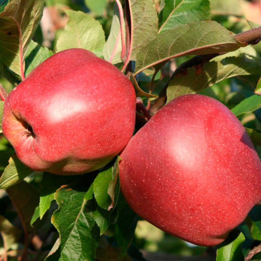 Купити Яблуню "Глостер"