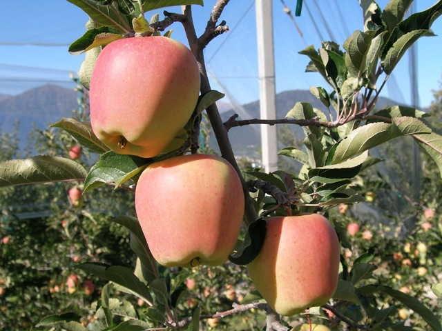 Купить Яблоню "Голд Пинк (Чиф)"