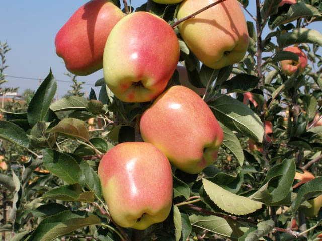 Купить Яблоню "Голд Пинк (Чиф)"