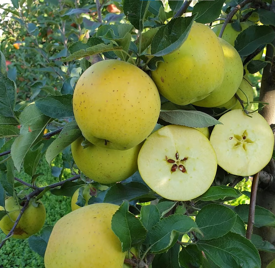 Купити Яблуню "Голд Раш"