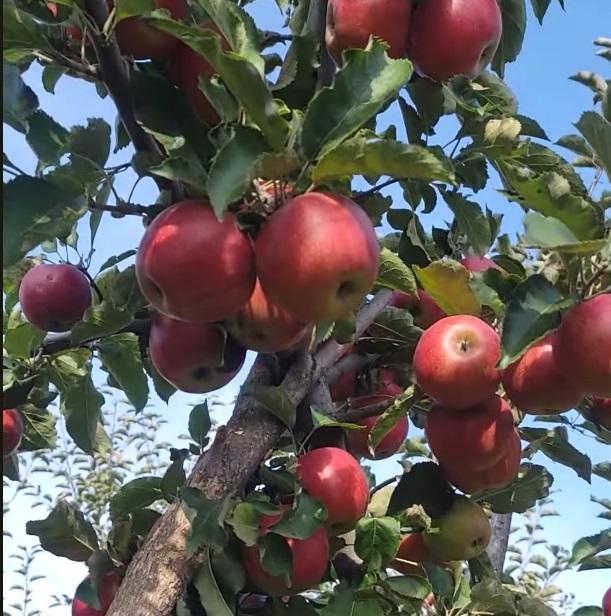 Купить Яблоню "Горец"