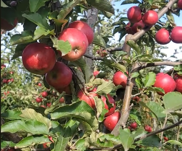 Купить Яблоню "Горец"