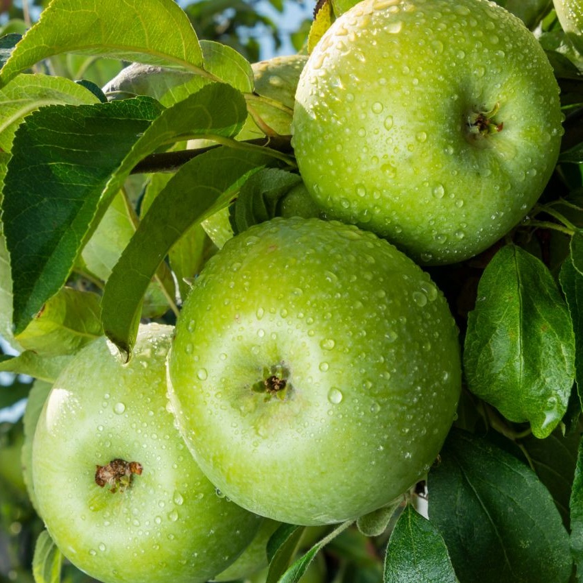 Купить Яблоню "Грин Стар"