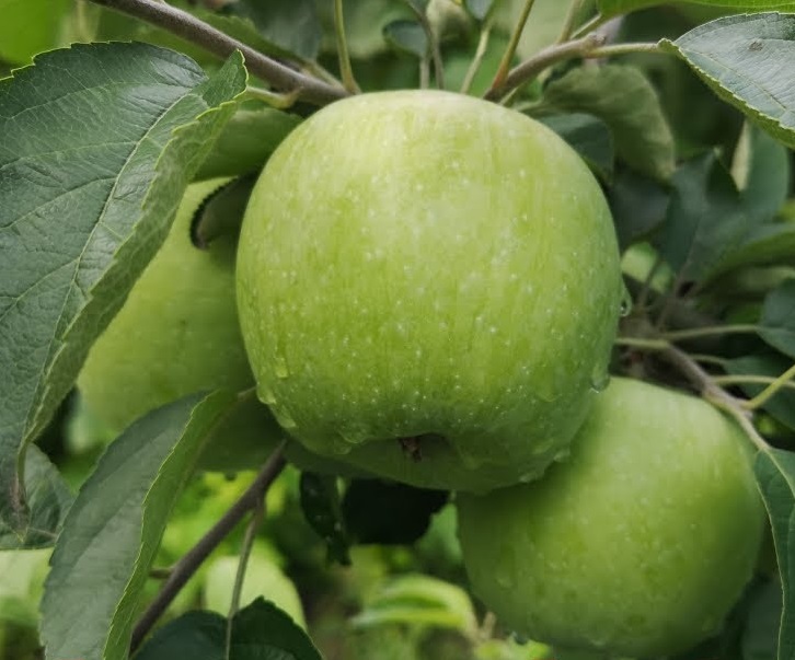 Купить Яблоню "Грин Стар"