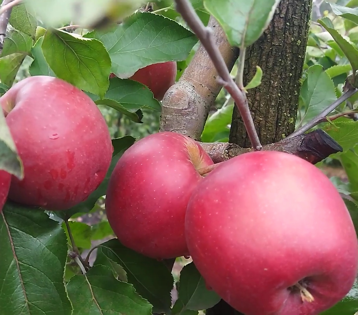Купити Яблуню "Джонаголд" 