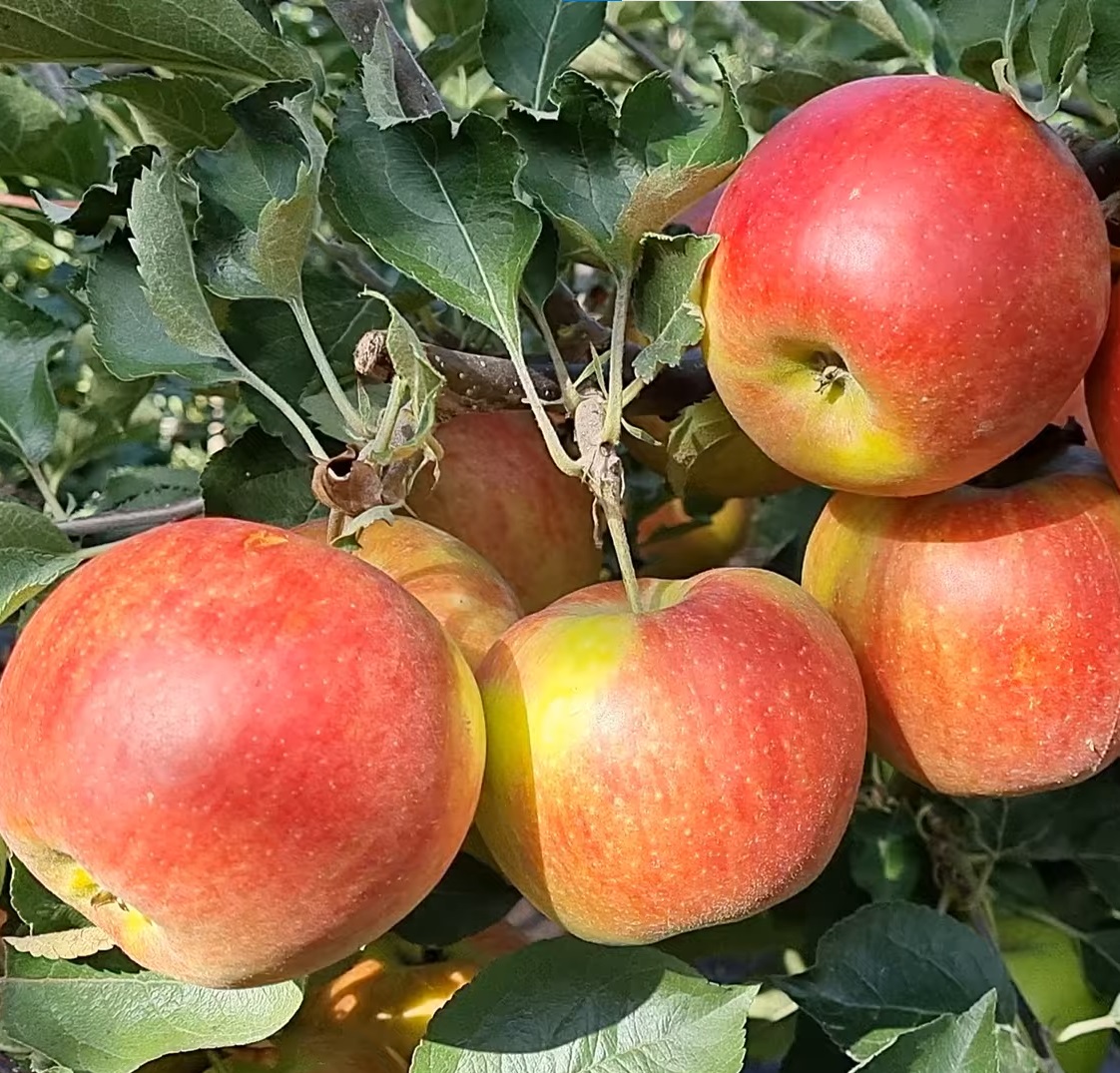 Купити Яблуню "Джонагоред Супра"