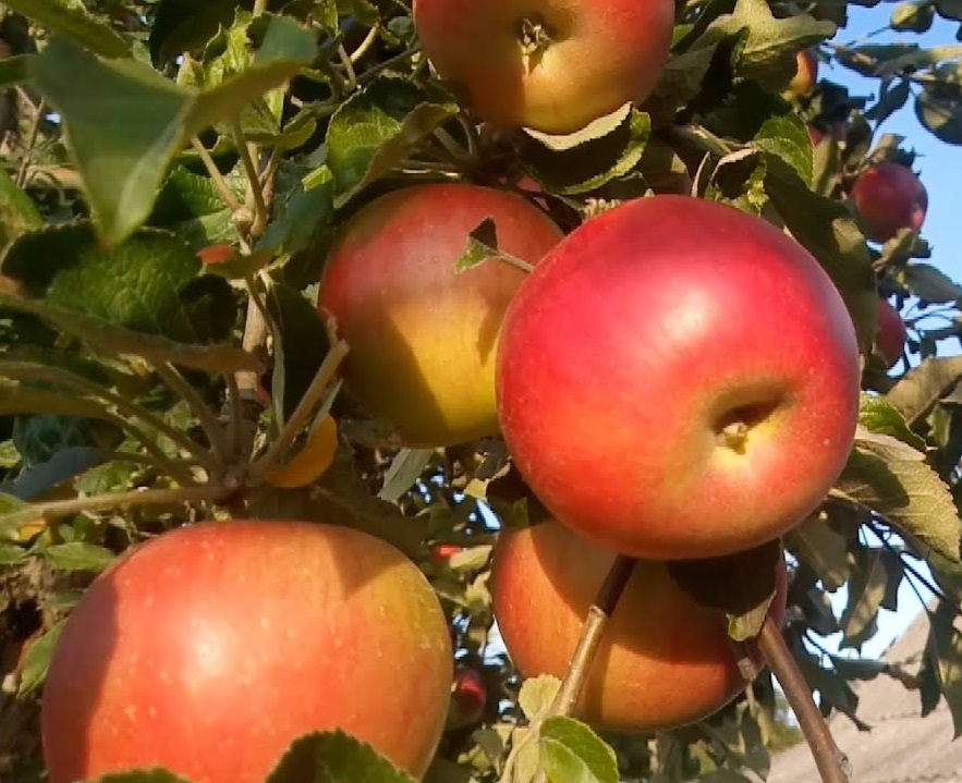 Купити Яблуню "Джонатан"