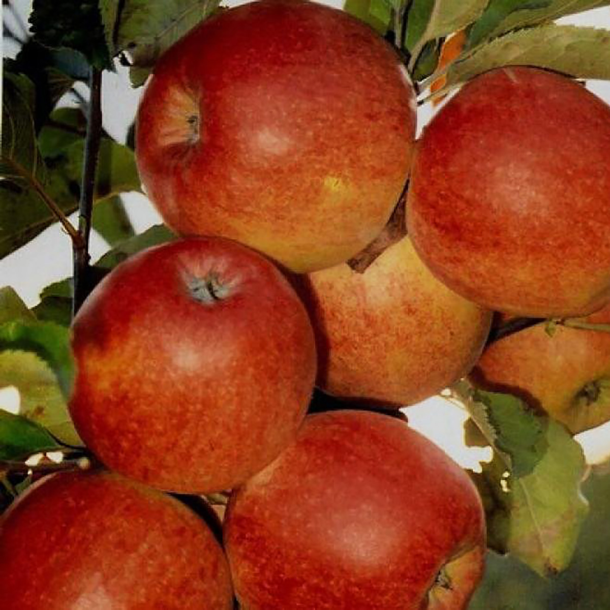 Купить Яблоню "Джонатан"