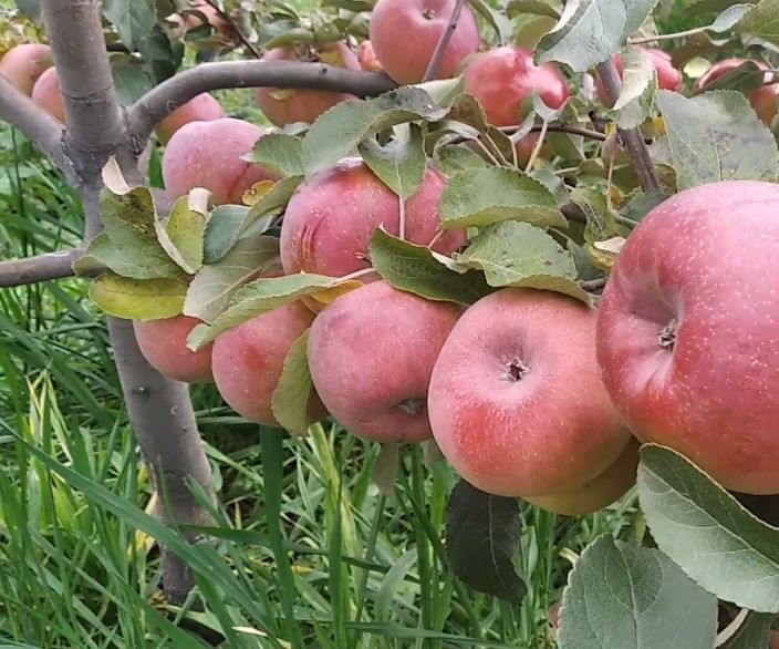 Купити  Яблуню "Джульєт"