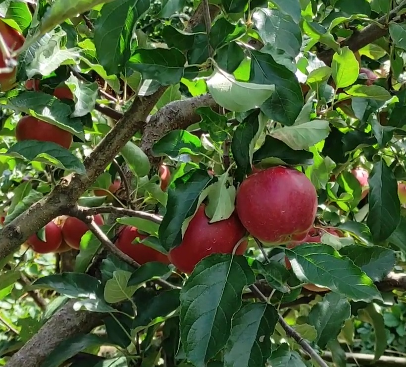 Купить Яблоню "Элиза"