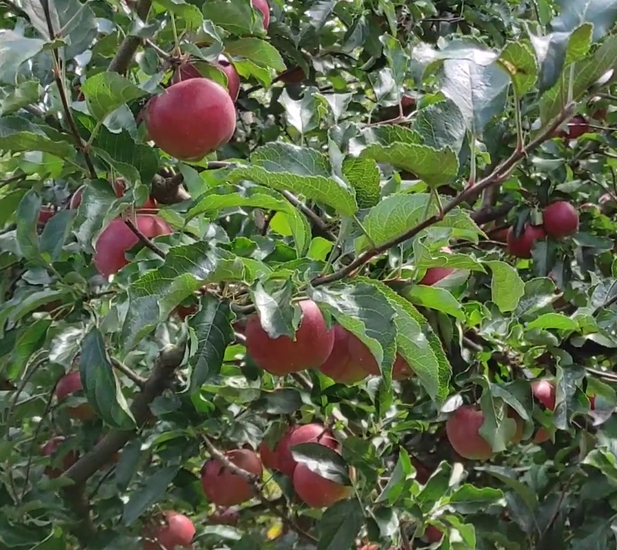 Купити Яблуню "Еліза"